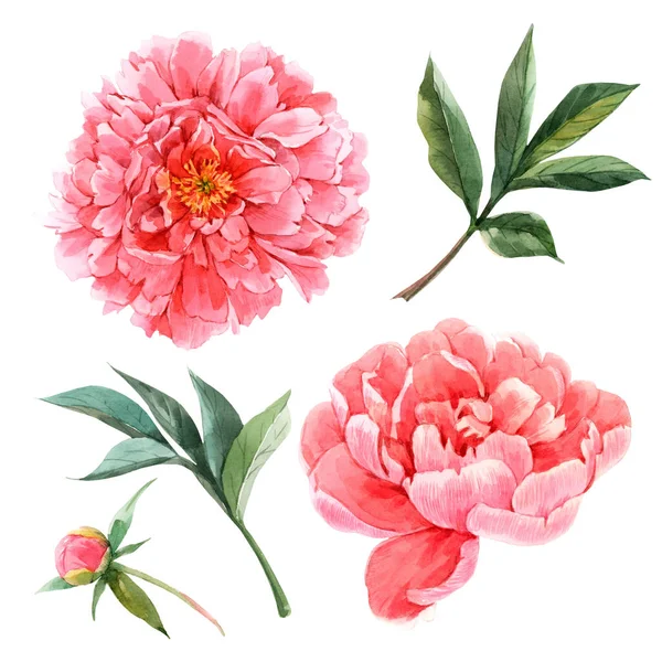 Beautiful set with watercolor gentle pink peony flowers. Stock illustration. — Stock Photo, Image