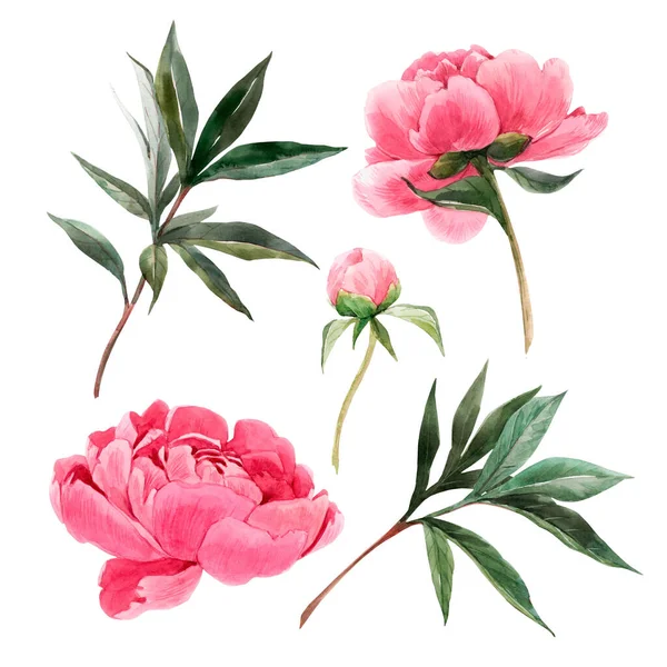 Schöne Set mit Aquarell sanft rosa Pfingstrose Blumen. Archivbild. — Stockfoto