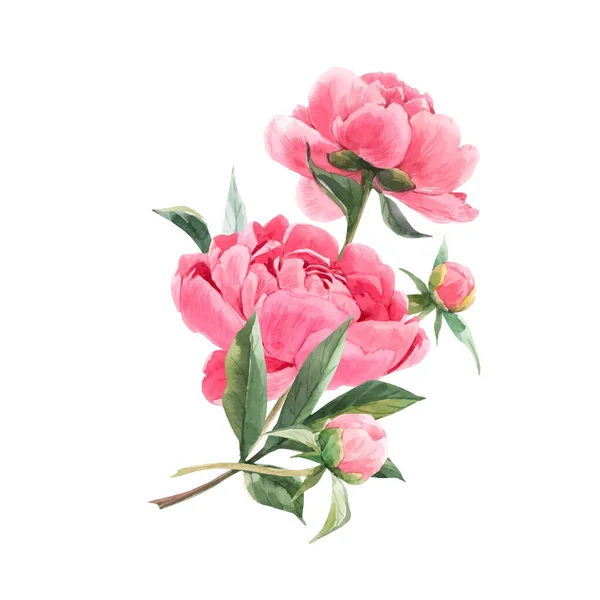 Bela composição buquê floral vetor com flores peônia aquarela rosa. Ilustração das existências —  Vetores de Stock