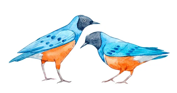 Krásná stock ilustrace se dvěma akvarely modré a oranžové ptáky. — Stock fotografie