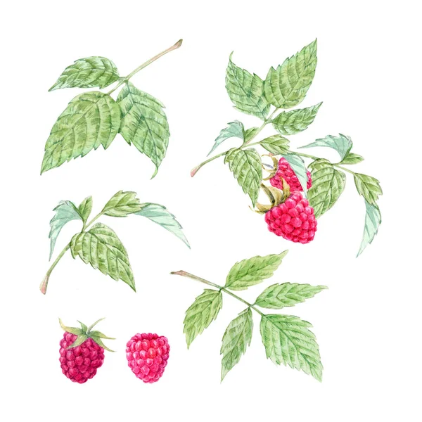 Beautiful set with watercolor raspberry and leaves painting. Stock illustration. — Stock Photo, Image