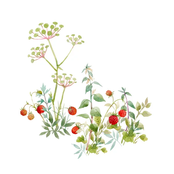 Piękna kompozycja kwiatowa z akwarelowymi kwiatami polnymi i jagodami. Ilustracja zapasów. — Zdjęcie stockowe