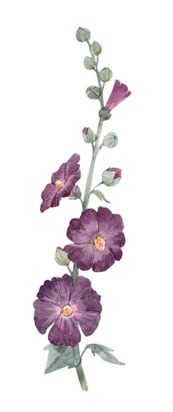 Belle image avec peinture de fleur de mauve d'été aquarelle. Illustration de stock. — Photo