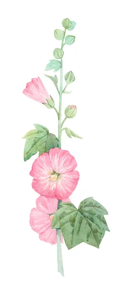 Schönes Bild mit Aquarell Sommer rosa Malvenblütenmalerei. Archivbild. — Stockfoto