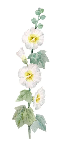 Beautiful image with watercolor summer white mallow flower painting. Stock illustration. — Stock Photo, Image