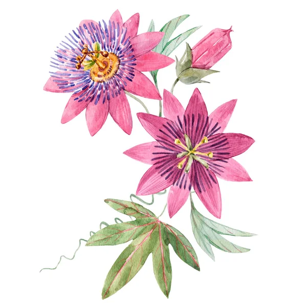 Bella immagine con acquerello estate rosa passionflower pittura. Illustrazione delle scorte. — Foto Stock