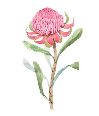 Elle çizilmiş suluboya, yaz protea çiçeği resimli güzel bir resim. Stok illüstrasyonu.