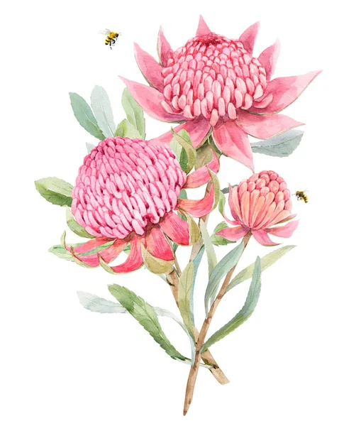 Bella Immagine Con Dipinto Mano Acquerello Estate Protea Fiore Illustrazione — Foto Stock