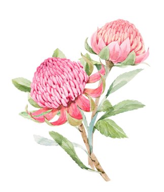 Yazın pembe protea çiçekli suluboya resimli güzel bir görüntü. Stok illüstrasyonu.