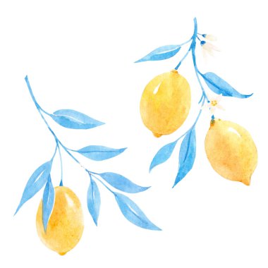 Elle çizilmiş suluboya limonlar ve mavi yapraklarla güzel bir görüntü. Stok illüstrasyonu.