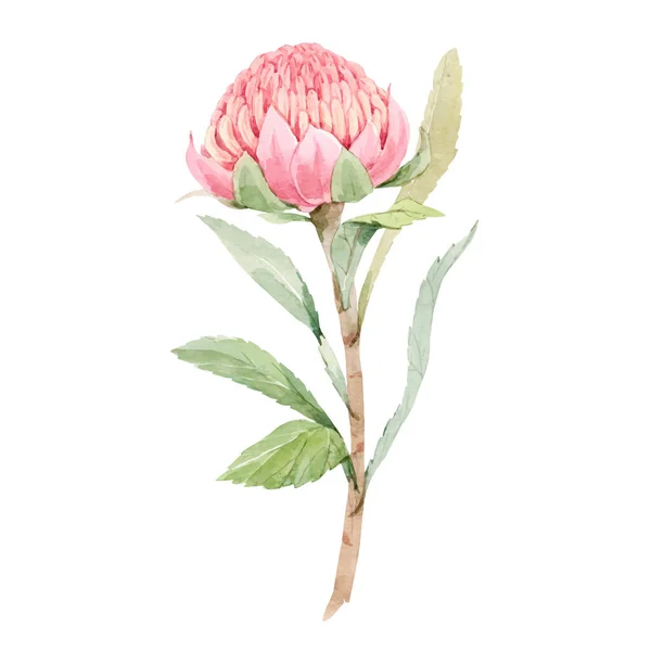 Vacker vektor bild med akvarell sommar rosa protea blomma målning. Lagerillustration. — Stock vektor