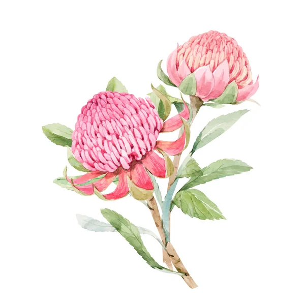Изображение векторного цвета с акварельной розовой розовой розовой росписью цветков протеи. Иллюстрация. — стоковый вектор