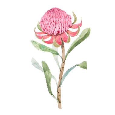 Suluboya pembe protea çiçekli güzel vektör resmi. Stok illüstrasyonu.