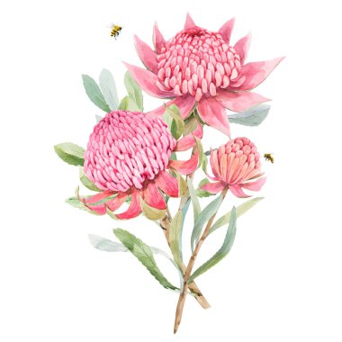Suluboya pembe protea çiçekli güzel vektör resmi. Stok illüstrasyonu.