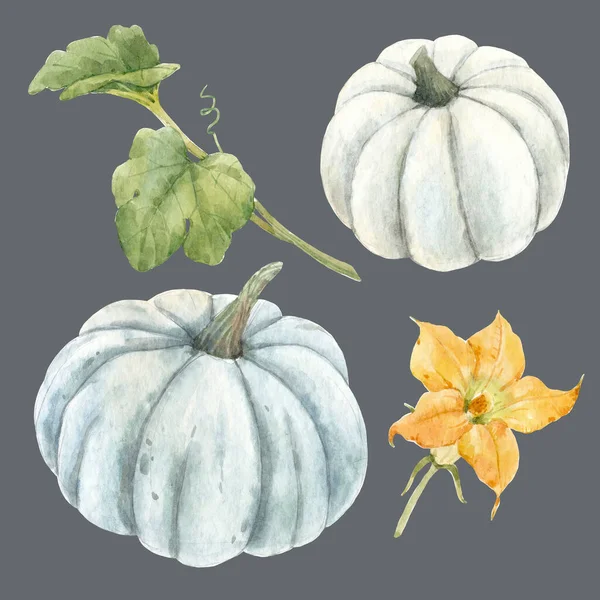 Bella illustrazione stock con acquerello zucca vegetale. — Foto Stock