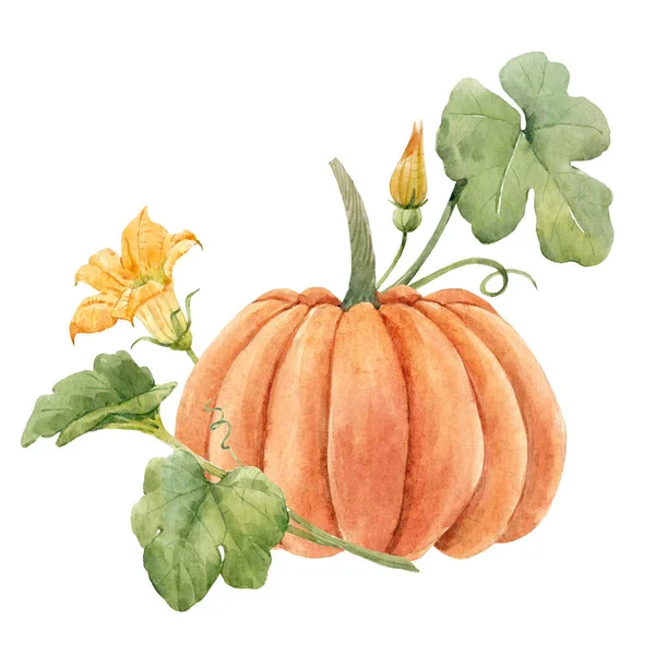 Красивая иллюстрация акварелью тыквы овощ. — стоковое фото