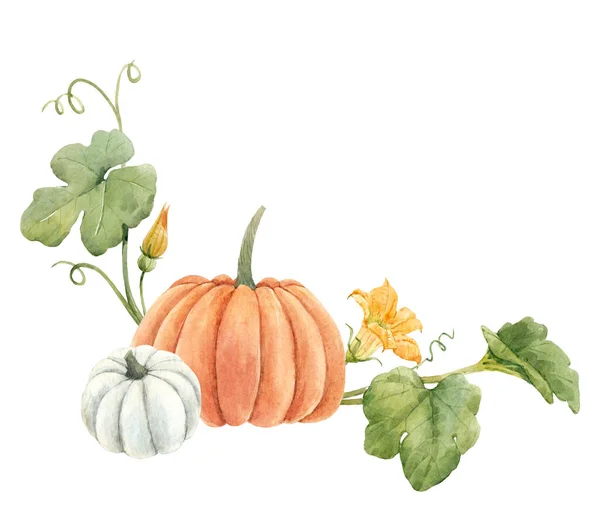 Gyönyörű állomány illusztráció akvarell sütőtök zöldség. — Stock Fotó