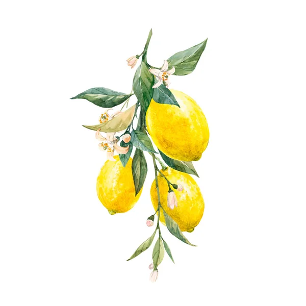 Vacker bild med akvarellgula citronfrukter, blad och blommor. Lagerillustrationer,. — Stockfoto