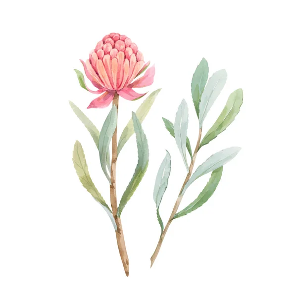 Schöne Vektor-Bild mit Aquarell Sommer rosa Protea Blumenmalerei. Archivbild. — Stockvektor
