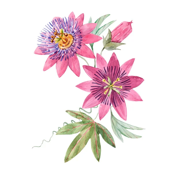 Belle image vectorielle avec aquarelle été rose peinture passionflower. Illustration de stock. — Image vectorielle