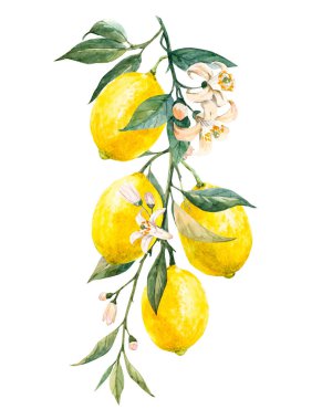 Sarı limon meyveleri, yapraklar ve çiçeklerle suluboya güzel bir görüntü. Stok çizimleri,.