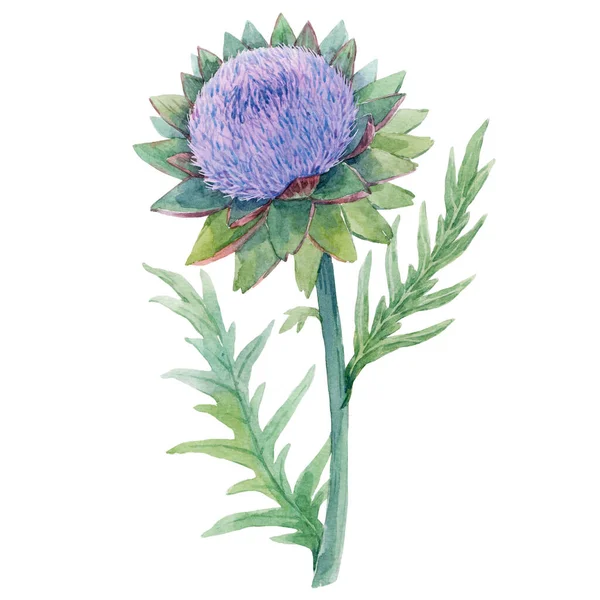 Beautiful floral painting with watercolor gentle blue blooming artichoke flowers. Stock illustration. — Stock Photo, Image