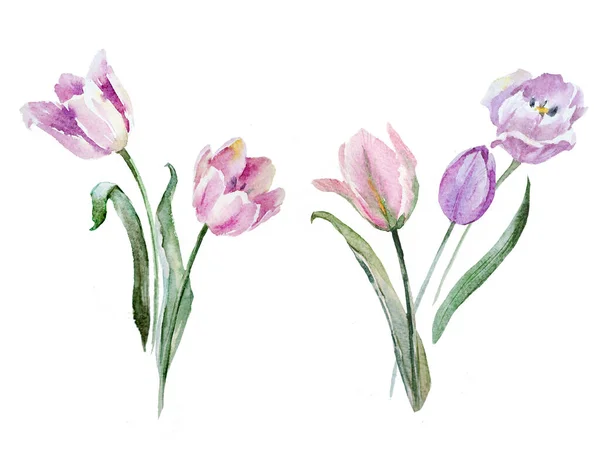 Gyönyörű virágos festmény akvarell szelíd virágzó tulipán virágok. Készletillusztráció. — Stock Fotó
