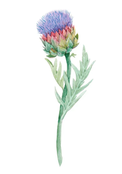 Beautiful floral painting with watercolor gentle blue blooming artichoke flowers. Stock illustration. — Stock Photo, Image