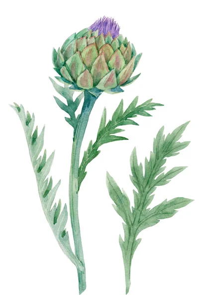 Beautiful floral painting with watercolor gentle blue blooming artichoke flowers. Stock illustration. — Stock Photo, Image