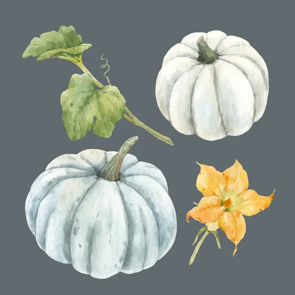 Beautiful vector stock illustration with watercolor pumpkin vegetable. — Stock Vector