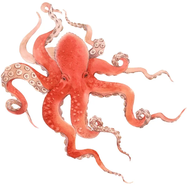 Schöne Unterwasser-Aquarell rote Krake Stock Illustration. — Stockfoto