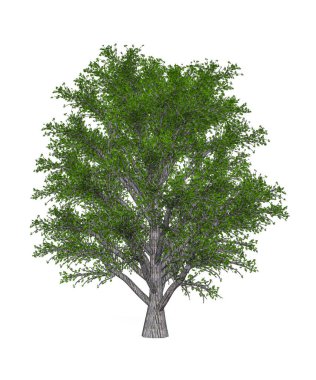 Kestane ağacı beyaz arkaplanda izole edildi - 3d oluşturma