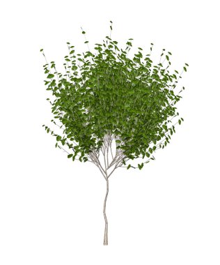 Beyaz arkaplanda izole edilmiş genç hornbeam ağacı - 3d oluşturma