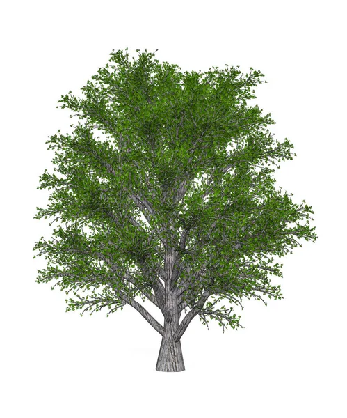 在白色背景上隔离的栗树 3D渲染 — 图库照片
