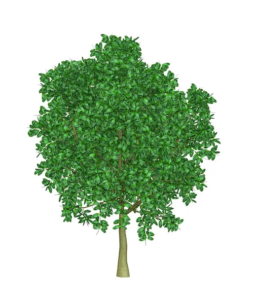 Wiśnia Drzewo Izolowane Białym Tle Renderowania — Zdjęcie stockowe