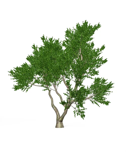 白色背景下常见的角梁树 3D渲染 — 图库照片