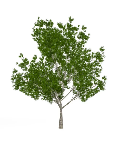 Europese Essenboom Geïsoleerd Witte Achtergrond Render — Stockfoto