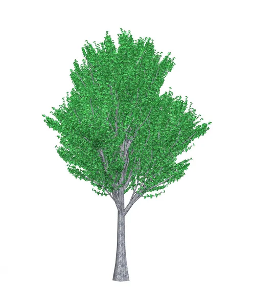 Albero Acero Italiano Comune Isolato Sfondo Bianco Rendering — Foto Stock