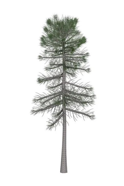 Árbol Pino Aislado Sobre Fondo Blanco Render — Foto de Stock