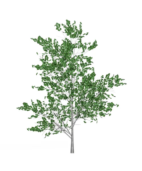 Junger Zürgelbaum Isoliert Auf Weißem Hintergrund Render — Stockfoto