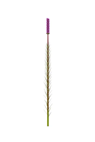 Fialová Liatris Spicata Květ Izolované Bílém Pozadí Vykreslení — Stock fotografie
