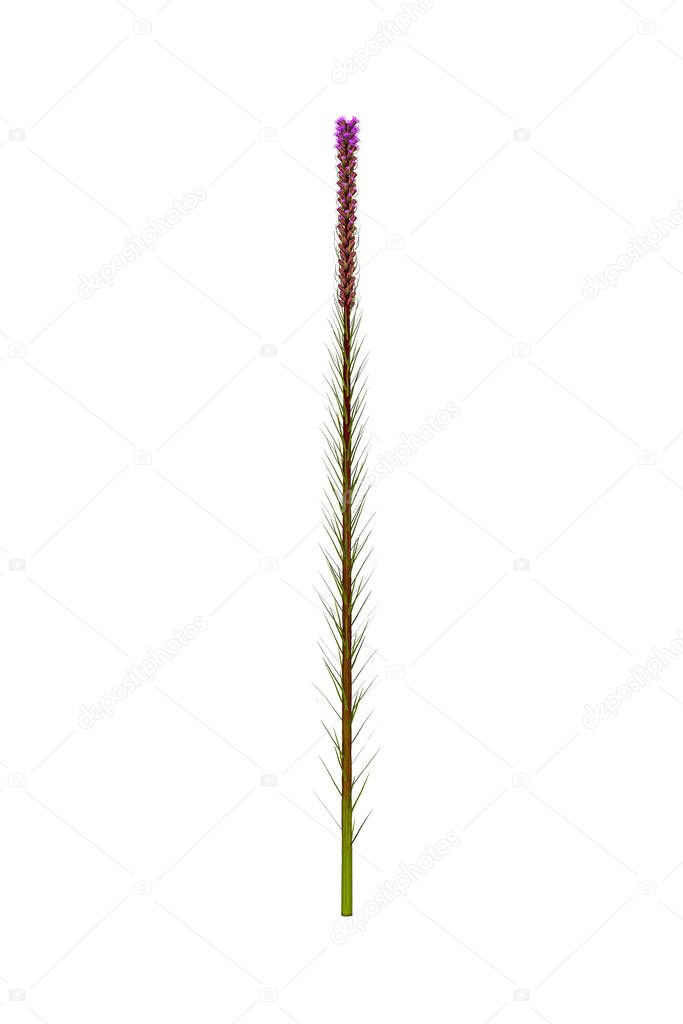 A purple Liatris spicata flower isolated on a white background - 3d render