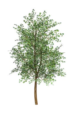 Beyaz arkaplanda izole edilmiş büyük akçaağaç - 3D görüntüleme