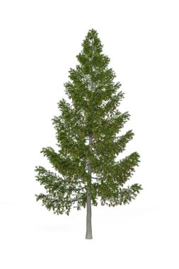 Beyaz arkaplanda büyük köknar izole edildi - 3d oluşturma