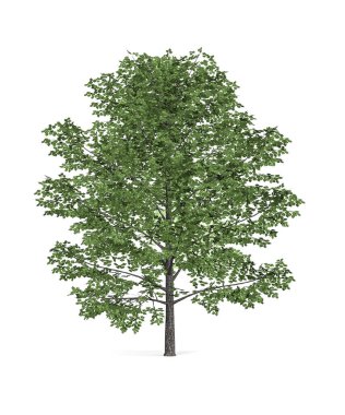 Beyaz arkaplanda tatlı huş ağacı (Betula Lenta) izole edilmiş - 3D görüntüleme