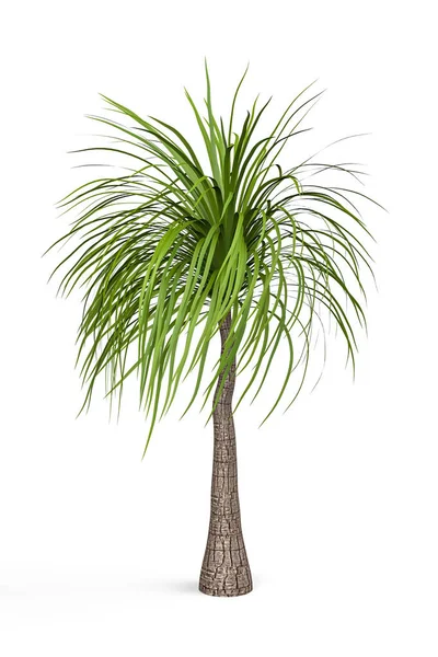 Ponytail Palm Tree Isolated White Background Render — Stock Photo, Image