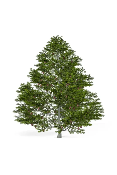 Grand Fir Isolated White Background Render — Stock Photo, Image