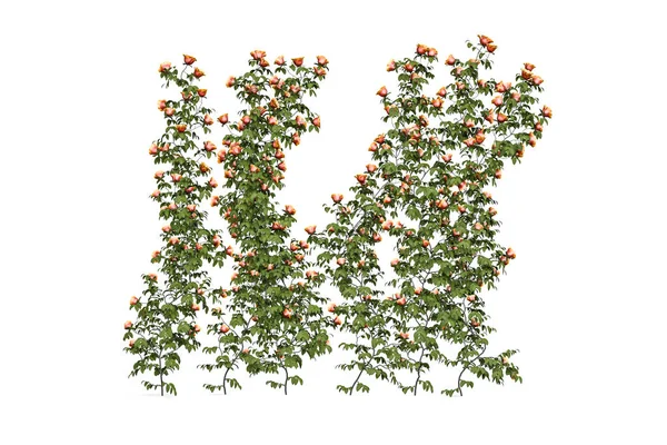 Stěna Růží Oranžové Růže Šplhající Stěně Izolované Bílém Pozadí Vykreslení — Stock fotografie