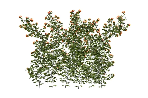 Stěna Růží Oranžové Růže Šplhající Stěně Izolované Bílém Pozadí Vykreslení — Stock fotografie