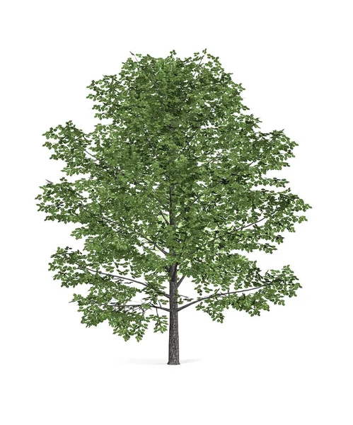 在白色背景上分离的甜桦树 Betula Lenta 3D渲染 — 图库照片